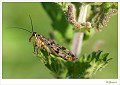 Schorpioenvlieg_20090806_0107
