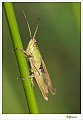 Veldsprinkhaan_20090806_0129