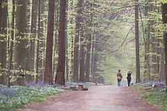 Hallerbos 2015