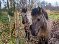 20201213 0067 : Hageven