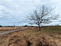 20210219 0082 : Hageven