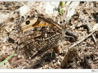 20110820 0023 : Heidevlinder, Leenderheide