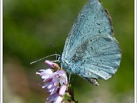 20110820 0026 : Boomblauwtje, Leenderheide