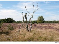 20110820 0053 1 : Leenderheide