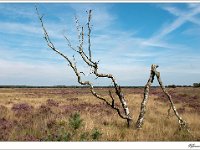 20110820 0055 : Leenderheide