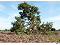 20110820 0061 : Leenderheide