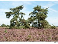 20110820 0062 : Leenderheide