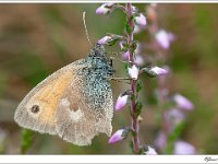 20110822_0042