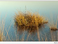 20120328 0018 : Leenderheide