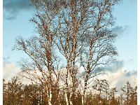 20130130 0005 : Leenderheide