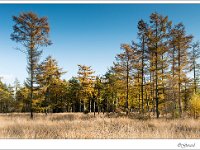 20131110 0003 : Leenderheide