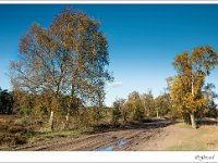 20131110 0006 : Leenderheide