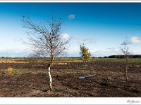 20131110 0014 : Leenderheide