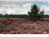 20140831 0209 : Leenderheide