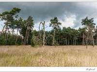 20140831 0211 : Leenderheide