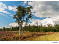 20140831 0218 : Leenderheide