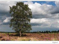 20140831 0231 : Leenderheide