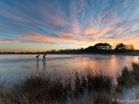 20170120 0068 : Leenderheide