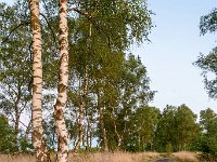 20170712 0134 : Leenderheide