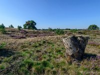 20170823 0078 : Leenderheide