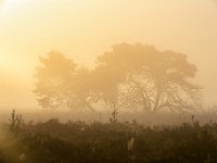 20180528 0093 : Leenderheide