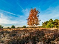 20181106 0011 : Leenderheide