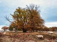 20181109 0082 : Leenderheide