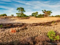 20181114 0015 : Leenderheide