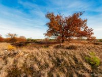 20181114 0017 : Leenderheide