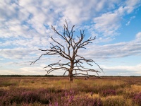 20200817 0011-Pano : Leenderheide, Nederland, Plaatsen, Valkenswaard