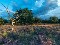 20200817 0087 : Leenderheide