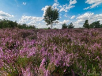 20200819 07 11 Stack : Leenderheide