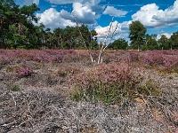 20200819 56 59 Stack : Leenderheide