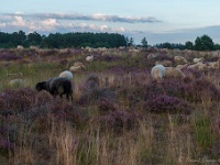 20200829 0023 : Leenderheide