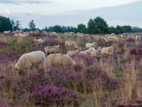 20200829 0046 : Leenderheide