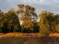 20200829 0113 : Leenderheide