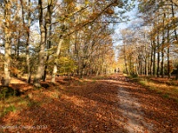 20201106 0015 : Leenderheide