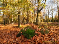 20201106 0016 : Leenderheide