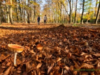 20201106 0025 1 : Leenderheide, Paddenstoelen