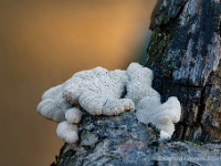 20201106 82 101 focusstacking : Leenderheide, Paddenstoelen