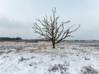 20210208 0062 : Leenderheide