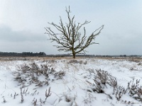 20210208 0064 : Leenderheide