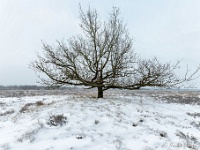 20210208 0081 : Leenderheide