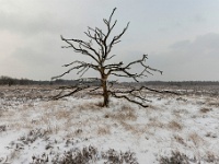 20210208 0085 : Leenderheide