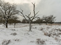 20210208 0093 : Leenderheide