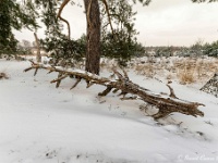 20210208 0146 : Leenderheide