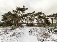 20210208 0147 : Leenderheide