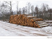 Leenderheide_20100211_007