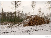 Leenderheide 20100211 015 : Leenderheide