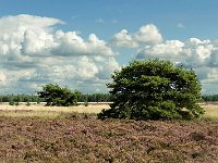 Leenderheide  20100828 0003 : Leenderheide